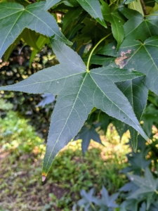 The sweetgum's star-like leaf has five to seven lobes or points and turns from green in summer to yellow or purple in autumn.