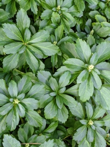 Many of you will recognize this - it's pachysandra. Pachysandra is a favorite ground cover in hard-to-plant areas such as under trees, or in shady areas.