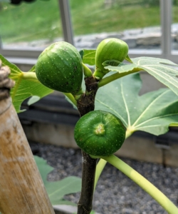 These figs are still green, but they are growing nicely. Figs, Ficus carica, are members of the mulberry family and are indigenous to Asiatic Turkey, northern India, and warm Mediterranean climates, where they thrive in full sun. We planted five fig trees in my vegetable greenhouse earlier this summer.