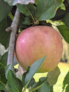 Apple trees need well-drained soil – nothing too wet. The soil also needs to be moderately rich and retain moisture as well as air. And the best exposure for apples is a north- or east-facing slope.