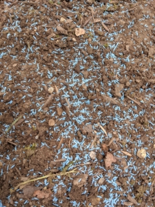 Scott's wraps each seed in a unique WaterSmart® PLUS Coating that absorbs more water and provides added essential nutrients to help protect the seedlings from disease. The light blue coating also helps to see where seed has been dropped during the process.