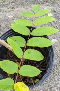Ryan also pulled some butternut trees to plant in this area. Butternut tree leaves are compound and made up of 11 to 17 leaflets, each growing nine to 15 centimeters long. The compound leaf is usually tipped with a single leaflet as large as the lateral leaflets.