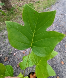 So far this season, some of the trees we've planted include the tulip tree. Our tulip trees are the tallest at the farm – these trees can grow more than 120-feet. In the late spring bright yellowish-green and orange flowers bloom which resemble tulip flowers. The silhouette of the tree’s leaves is also tulip-shaped. Together, these features give the tulip tree its name. The tulip tree is also known as tulip poplar, yellow poplar, whitewood, and tulip magnolia. However, tree is not a true poplar. Instead, it belongs to the magnolia family.