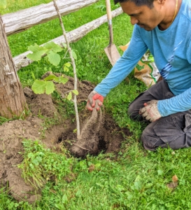 A scoop of good fertilizer is then sprinkled on the surrounding soil. Always feed! My soil is filled with nutrients, but I still make sure everything is well fed. Often, plants can't get all the necessary nutrients from garden soil alone, so they need a boost from extra soil amendments.