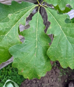 The leaves of the bur oak are easy to identify. They are alternate, simple, six to 12 inches long, roughly obovate in shape, with many lobes. The two middle sinuses nearly reach the midrib dividing leaf nearly in half. The lobes near the tip resemble a crown, green above and paler, fuzzy below.
