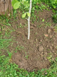 When planting trees, look for the root collar or root flare – the bulge just above the root system where the roots begin to branch away from the trunk. The root flare should be just above the soil surface.