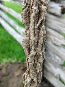 And the bark of the bur oak is dark gray, rough, and deeply ridged.