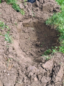 These holes are also quite wide - one should be at least two to five times as wide as the root ball. The hole sides should be slanted and the hole should be no deeper than the root ball is tall, so it can be placed directly on undisturbed soil. Digging a wide planting hole helps to provide the best opportunity for roots to expand into its new growing environment.
