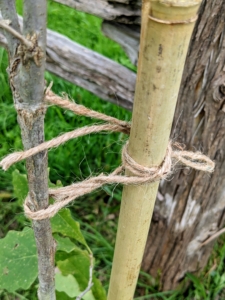 I always teach every member of the crew to twist the twine before knotting, so the tree or vine or cane is not crushed or strangled. Each piece is tied just tight enough to keep the tree secure, but not break it.