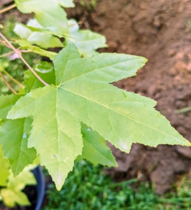 The sweetgum features star-shaped leaves with five lobes, occasionally seven, that are medium green in color, toothed along the margins and four to seven inches in length.