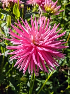 Dahlias are borne from tubers and are popularly grown for their long-lasting cut flowers. This is a cactus dahlia with its beautiful ‘spiny’ petals rolled up along more than two-thirds of their length.