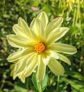 Dahlias thrive in rich, well-drained soil with a pH level of 6.5 to 7.0 and slightly acidic.