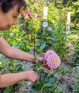 Yesterday afternoon, I asked Elvira to pick some of the most beautiful blooms. To prevent wilting, cut only in the early morning or late afternoon. And only cut them after they open to mature size – dahlias will not open after cutting.