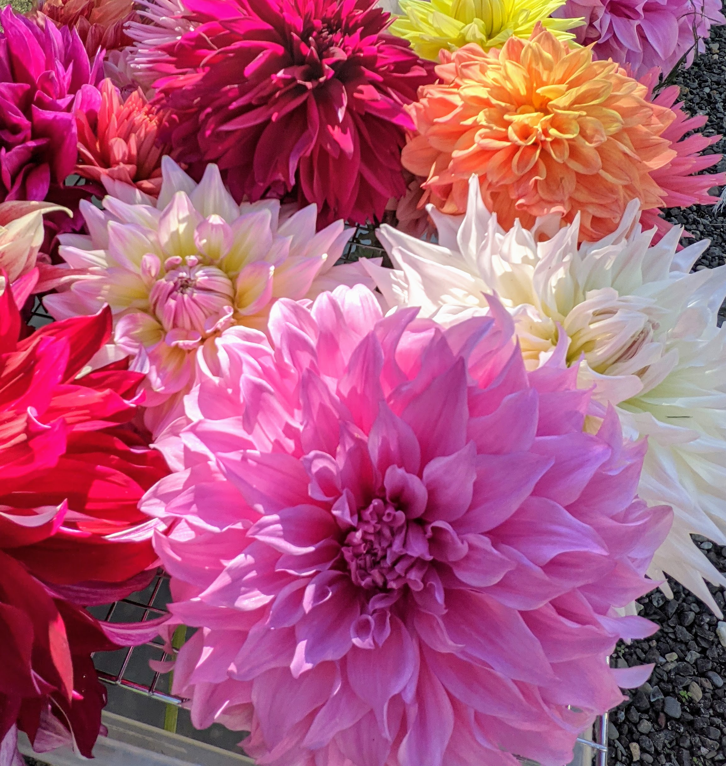 More Beautiful, Colorful Dahlias   The Martha Stewart Blog