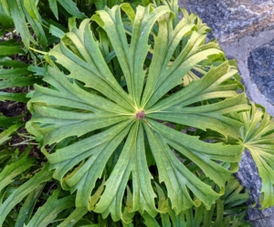I always look for the most interesting plants to add to my gardens. This is Syneilesis - a tough, drought-tolerant, easy-to-grow woodland garden perennial that prefers moist, well-drained, slightly acid soils. If in the proper environment, syneilesis will slowly spread to form an attractive colony.