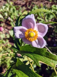 A few anemones are still blooming. Anemone is a genus of flowering plants in the buttercup family Ranunculaceae. Most anemone flowers have a simple, daisy-like shape and lobed foliage that sway in the lightest breezes.