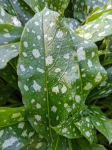 Lungwort plants, Pulmonaria, are most often grown for their interesting leaves, which are green with random white spots. The leaves also have a rough, hairy fuzz covering them.