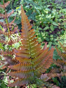 Some of the ostrich ferns are already changing.