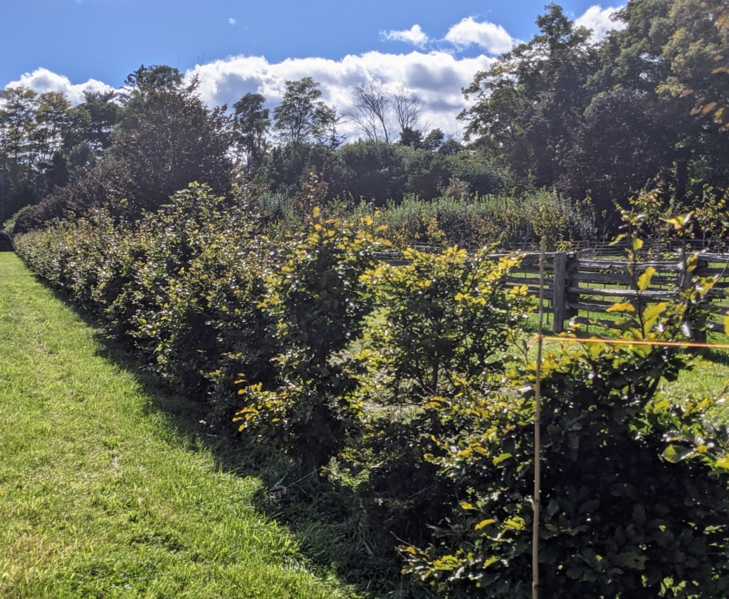 Caring For My European Beech Hedges - The Martha Stewart Blog