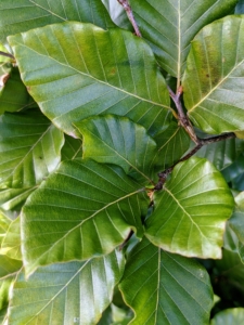 The leaf structure of the European beech is alternate, simple, two to five inches long with shallow teeth along the edges.