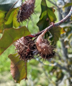 Nearby is another variety of European beech - this one with fruit. These spiky fruit capsules contain two beechnuts inside.