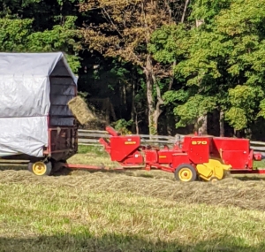 And then propelled into the wagon by a mechanical arm called a thrower or a kicker. The bales are manageable for one person to handle, about 45 to 60 pounds each.