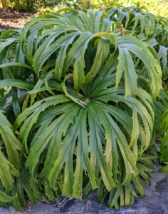 Syneilesis is commonly called the shredded umbrella plant and describes the narrow, dissected leaves that cascade downward like an umbrella.