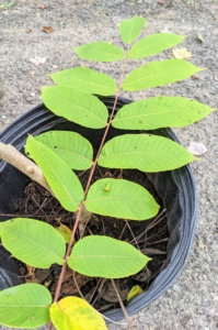 We planted butternuts, Juglans cinerea, also known as white walnut - a species of walnut native to the eastern United States and southeast Canada.