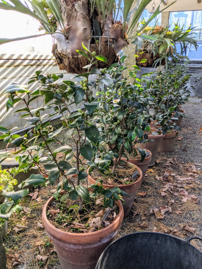Repotting Camellias The Martha Stewart Blog