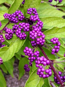 Have you ever heard about the beautyberry, Callicarpa? Tiny spring flowers produce clusters of these magenta colored bird berries that remain on these spreading shrubs after the leaves drop.
