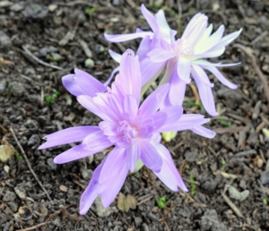 Some of the varieties we’ve planted at the farm include ‘Lilac Wonder’, ‘Waterlily’, ‘Dick Trotter’, Colchicum byzantinum, and Colchicum bornmuelleri. This one is “Waterlily” – a double petaled cultivar in soft pink.