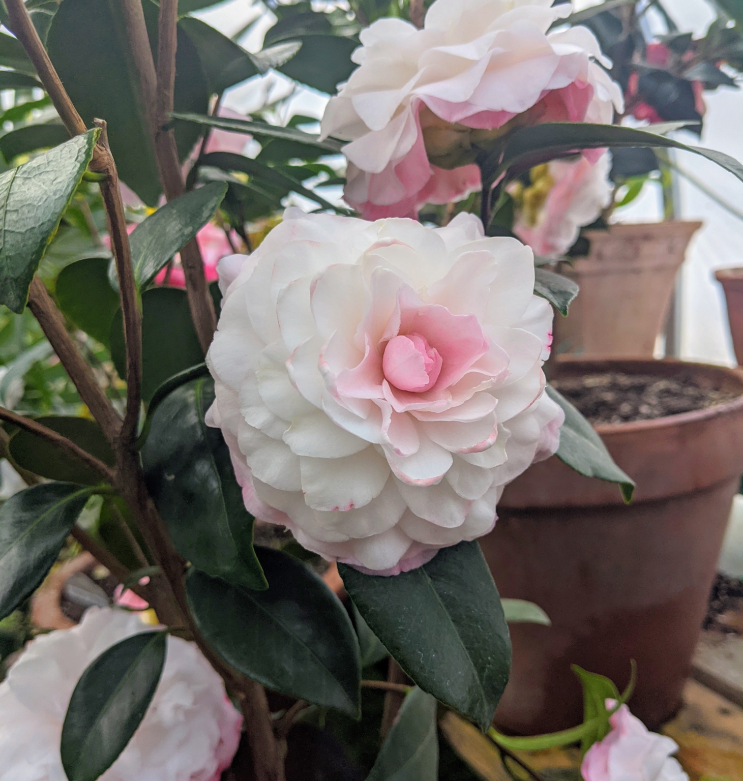 Repotting Camellias The Martha Stewart Blog