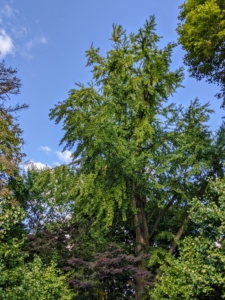 This is how the ginkgo looks filled with beautiful bright green foliage. The ginkgo biloba is one of the most distinct and beautiful of all deciduous trees. It prefers a minimum of four hours of direct, unfiltered sunlight each day. The ginkgo has a cone-like shape when young, and becomes irregularly rounded as it ages.