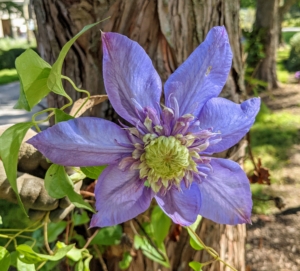 Look at the clematis holding strong. This variety is called 'Eyers Gift.' It has stunning star-shaped flowers with unique, blue to deep purple coloring, cream stamens and dark anthers.