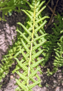 Look at its unique form - the medium-sized clump of feathery green leaves with leaflets forked or crested into a tassel and arranged in an interesting crisscross pattern.