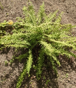 I have many ferns at the farm. This one, Athyrium filix-femina ‘Victoriae’ came from my home in East Hampton. I planted three of them here in the garden.