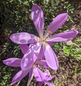 This variety is called Colchicum byzantinum. It is an early fall-blooming Colchicum which bears up to 20 small, funnel-shaped, soft lilac flowers that are four to six inches long.