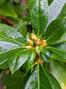 Leaves of most azaleas are solid green, with a roughly long football-shape. The length of azalea leaves ranges from as little as a quarter-inch to more than six inches. Here, one can also see the new buds - these plants are all so healthy.