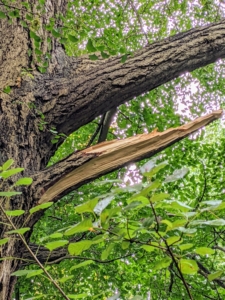 A couple of weeks ago, my head gardener, Ryan McCallister, noticed one of the branches had fallen - possibly struck by lightning during a recent storm.