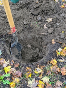 The hole sides should be slanted and the hole should be no deeper than the root ball is tall, so it can be placed directly on undisturbed soil. Digging a wide planting hole helps to provide the best opportunity for roots to expand into its new growing environment.
