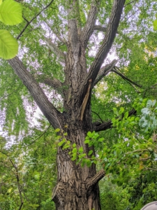 A mature shade tree can survive the loss of a limb - thankfully, this one was not too major. The broken branch will have to be pruned back to the trunk later. The ginkgo tree is a living fossil, with the earliest leaf fossils dating from 270 million years ago. It was rediscovered in 1691 in China and was brought to this country in the late 1700s.