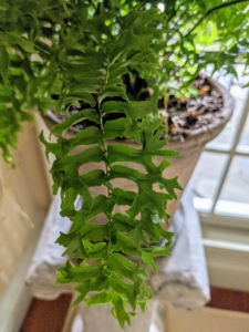 I have lots of ferns here at the farm - in my gardens and in pots. A fern is a member of a group of vascular plants that reproduce via spores and have neither seeds nor flowers, but instead, very interesting fronds.