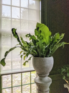 Here's another fern in front of a window in my Green Parlor. This Crocodile Fern, sometimes known as an alligator fern, a crocodyllus fern, or a crocodile plant, is native to Southeast Asia and Australia where it is found growing epiphytically on trees in warm, brightly lit and humid jungles.