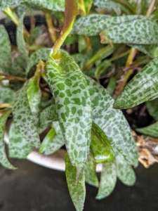 Ledebouria Socialis plants are geophytic succulents from the subfamily Hyacinthaceae. It is also known as Silver Squill, Violet Squill, Wood Hyacinth, and Scilla. It is a popular bulb succulent that makes an excellent houseplant with its thin leaves and green and silver leopard print pattern.