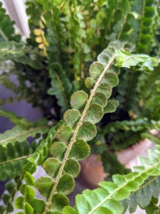 This is a frond of the lemon button fern – a dependable plant that grows well indoors with little care. Button ferns are small compared to other fern varieties – they only grow 12 to 18 inches tall, making them ideal candidates for small spaces. It has arching fronds densely covered with small, round leaflets that grow more oval in shape as it matures.