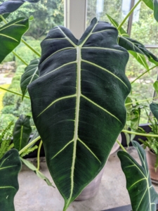 Alocasia is a genus of broad-leaved, rhizomatous, or tuberous perennial flowering plants from the family Araceae. There are more than 95 accepted species native to tropical and subtropical Asia and Eastern Australia. Alocasias have large, arrowhead-shaped leaves with flat or wavy edges on slender stems.