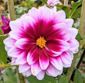 Another fact - before insulin, the tubers of dahlias were used to balance blood sugar due to their high fructose content. The petals were used to treat dry skin, infections, rashes, and insect bites.