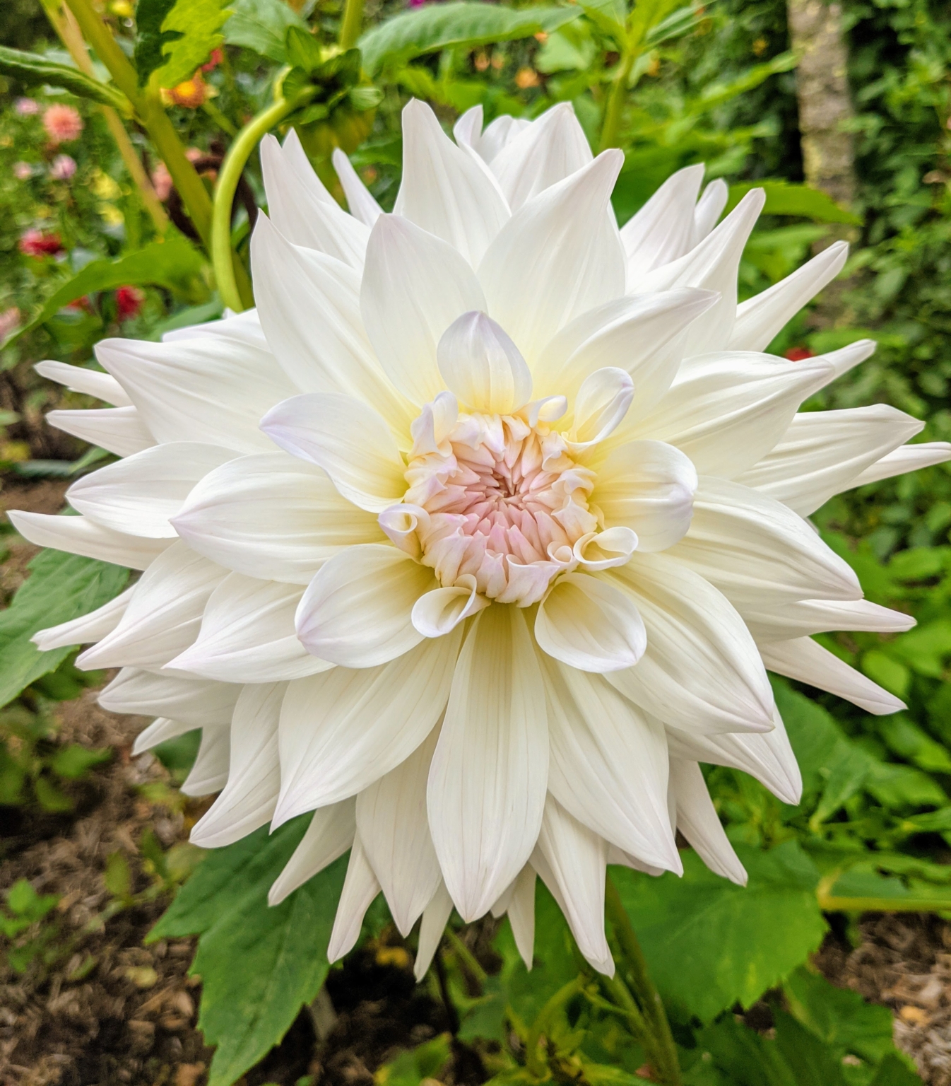 The Dahlias Keep On Blooming - The Martha Stewart Blog