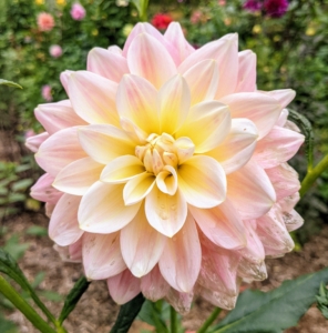 To prevent wilting, cut only in the early morning or late afternoon. And only cut them after they open to mature size – dahlias will not open after cutting.