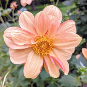 This dahlia is light peach with a dark yellow center.